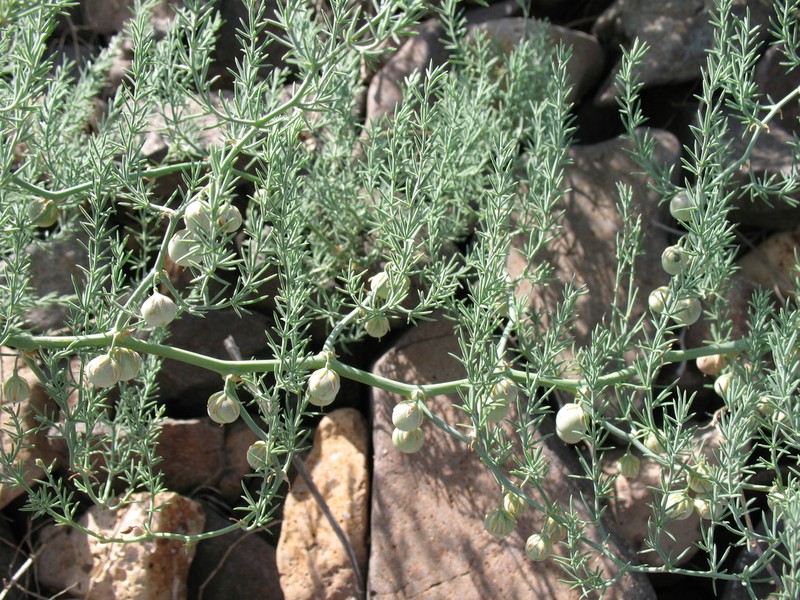 Asparagus brachyphyllus photo 3