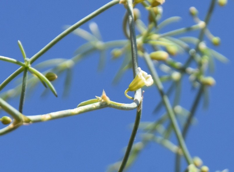 Asparagus brachyphyllus photo 4