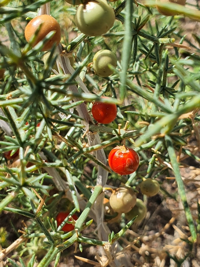 Asparagus brachyphyllus photo 5
