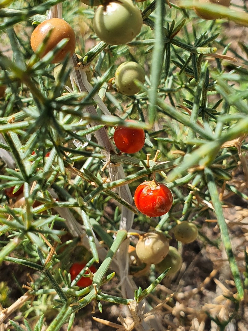 Asparagus brachyphyllus photo 6