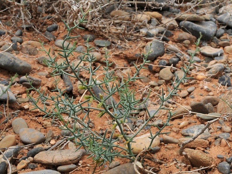 Asparagus breslerianus photo 2
