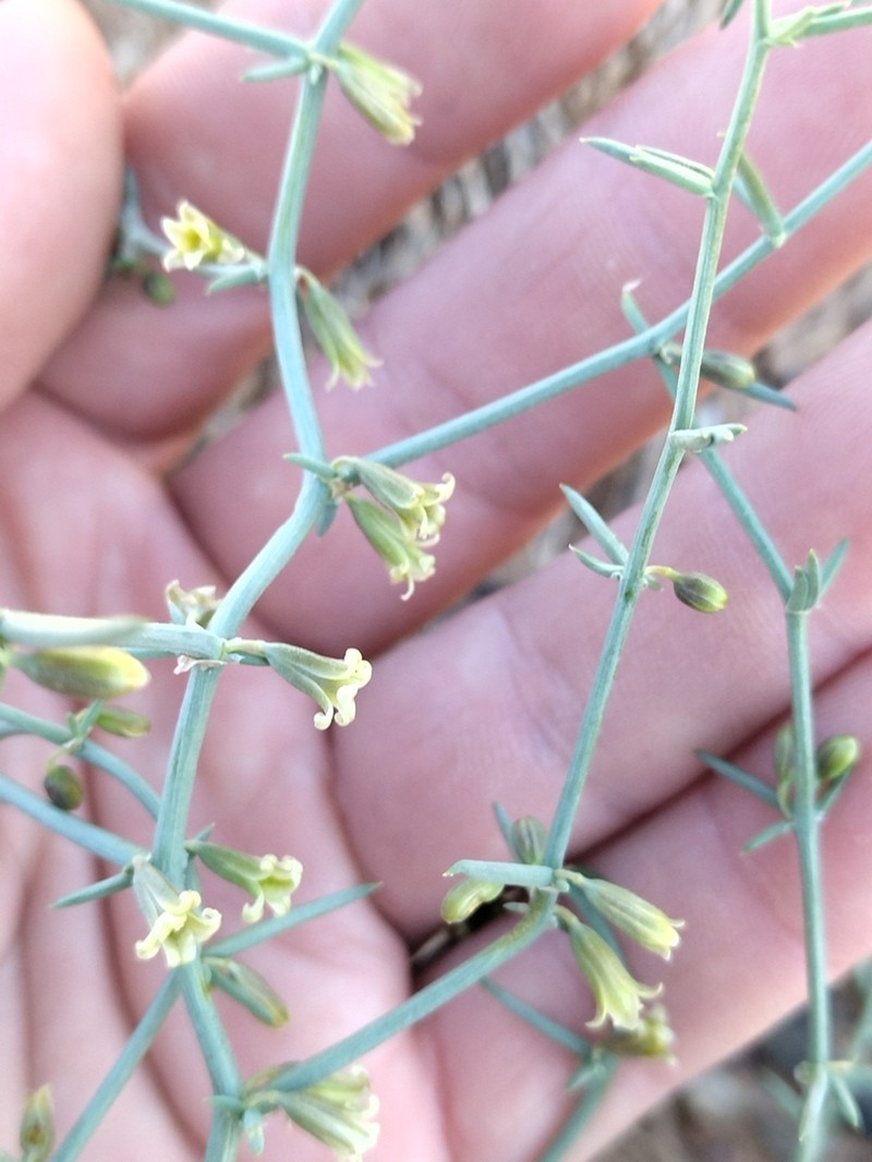 Asparagus breslerianus photo 4