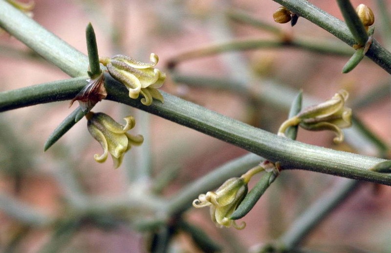 Asparagus breslerianus photo 6