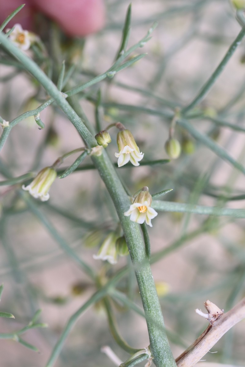 Asparagus breslerianus photo 7
