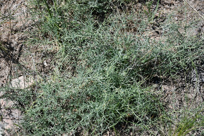 Asparagus breslerianus photo 8