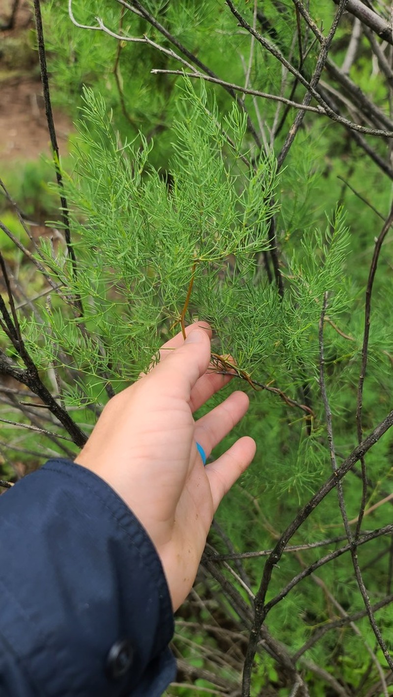 Asparagus buchananii