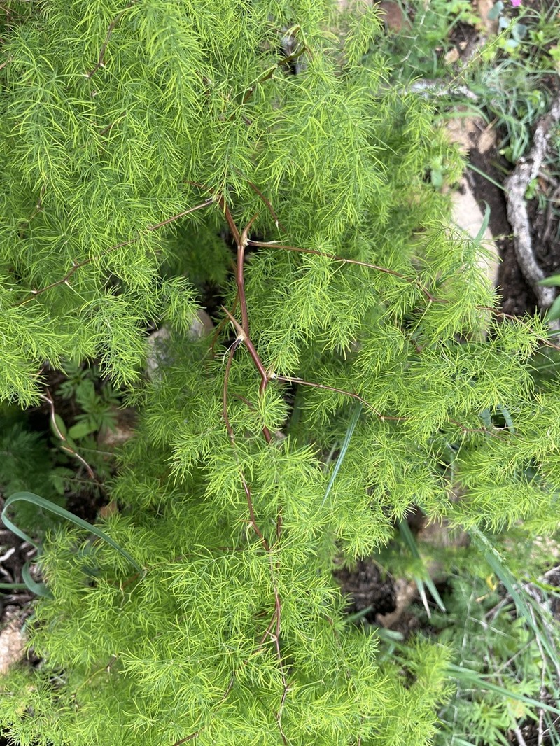 Asparagus buchananii photo 2