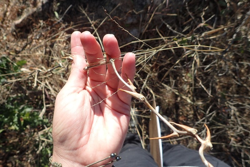 Asparagus buchananii photo 3