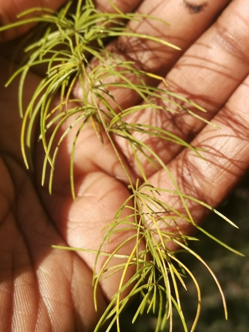 Asparagus buchananii photo 4