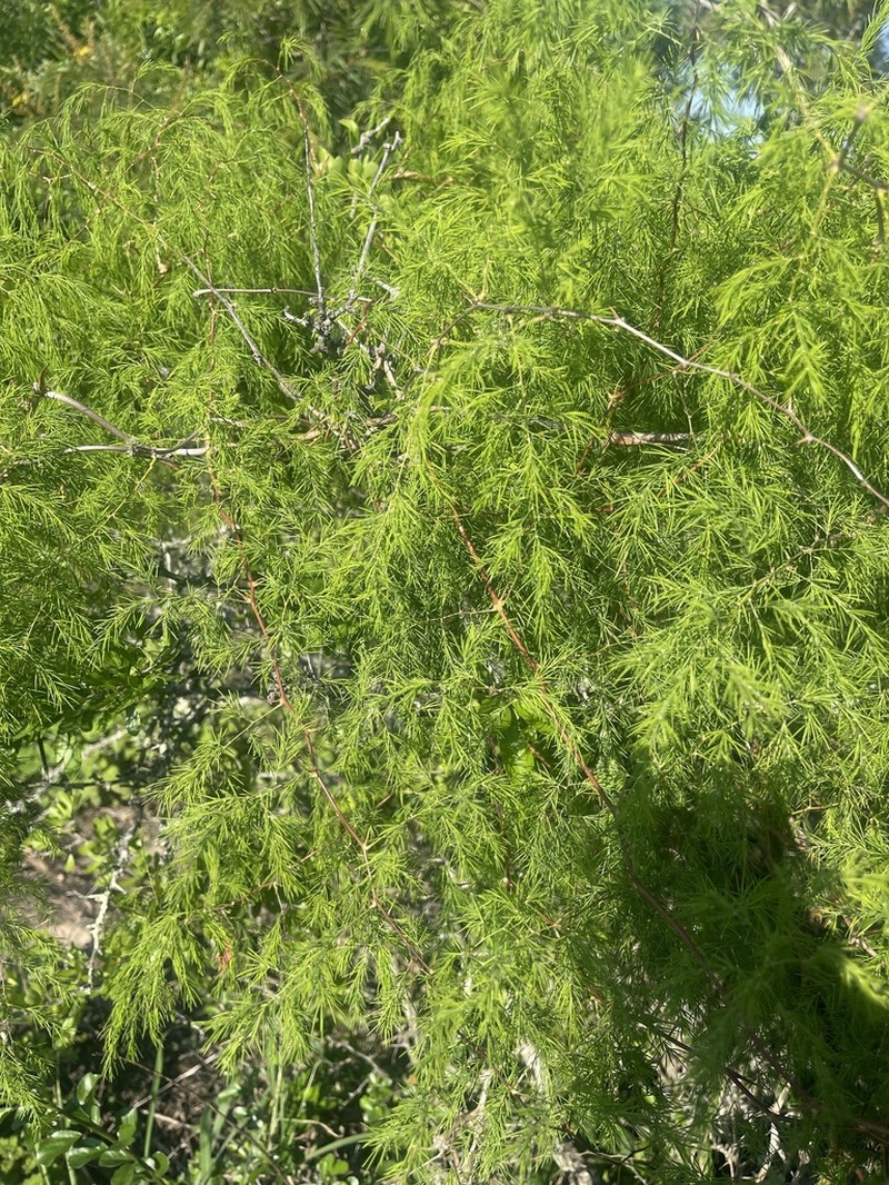 Asparagus buchananii photo 5