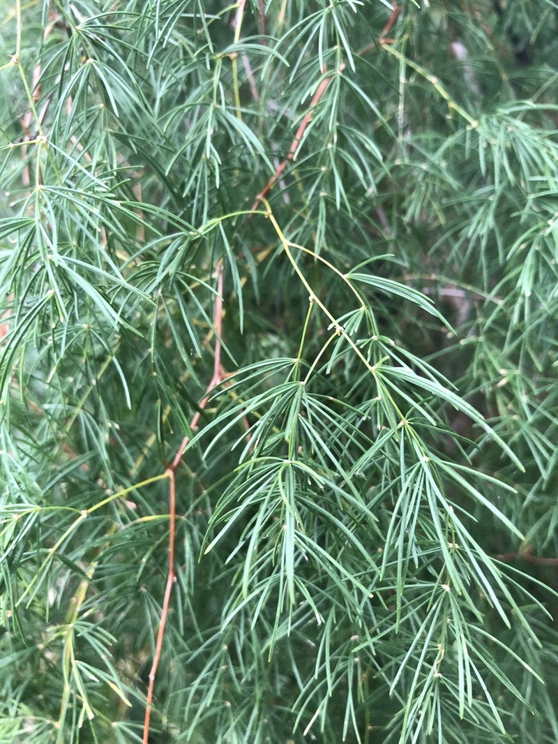 Asparagus buchananii photo 6