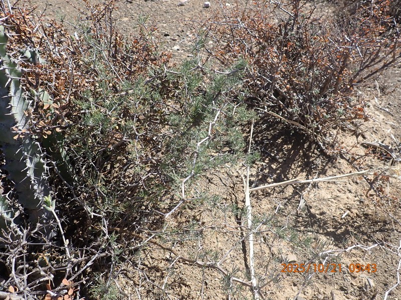 Asparagus burchellii