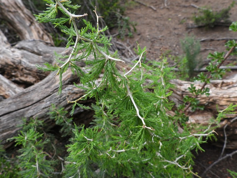 Asparagus burchellii photo 2