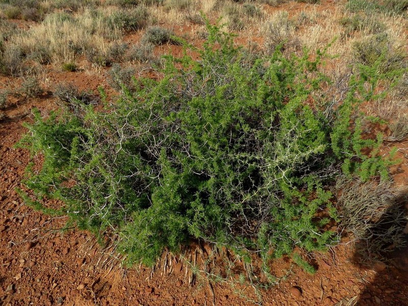 Asparagus burchellii photo 3