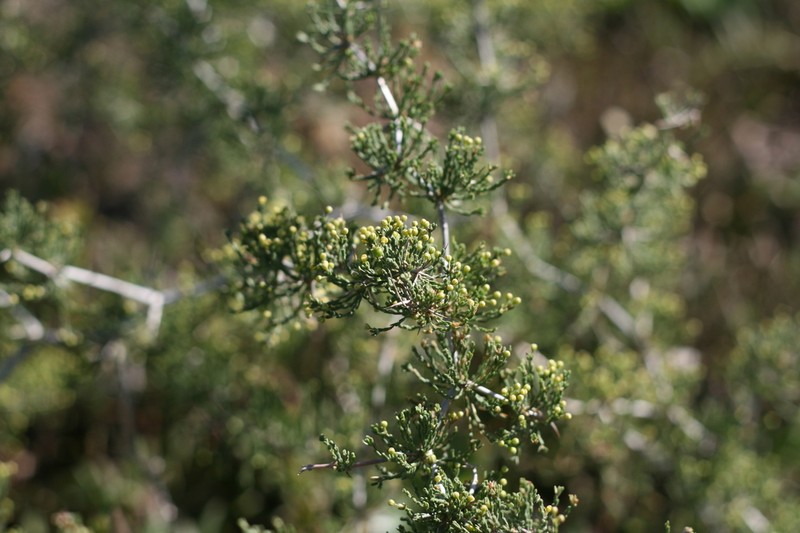 Asparagus burchellii photo 4