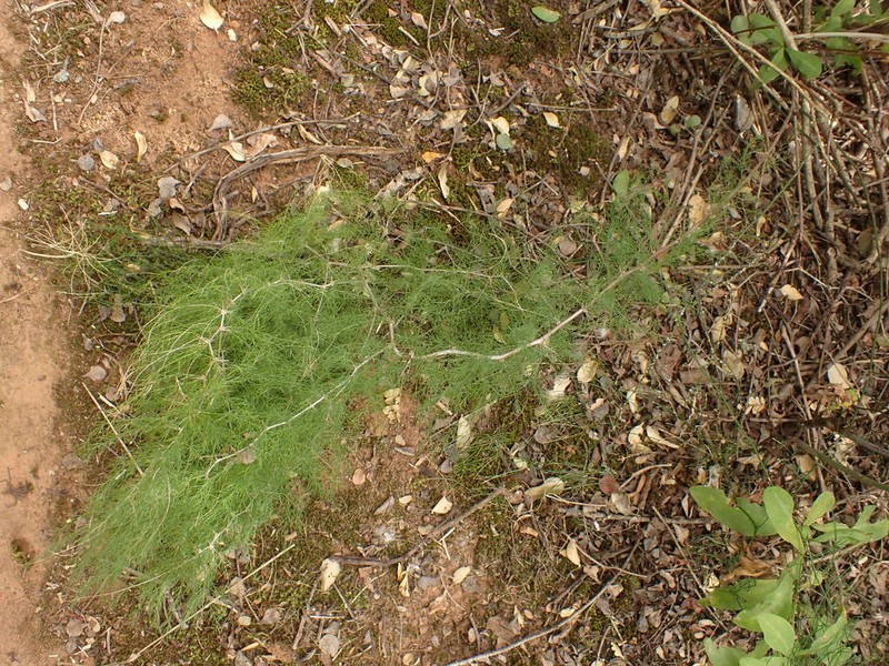 Asparagus burchellii photo 5