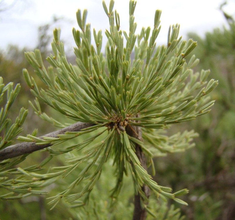Asparagus burchellii photo 7