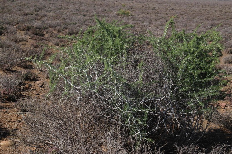 Asparagus burchellii photo 8