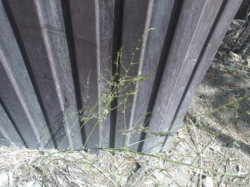 Asparagus burjaticus