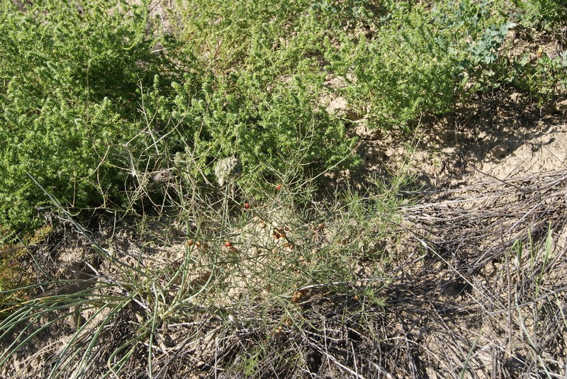 Asparagus burjaticus photo 3