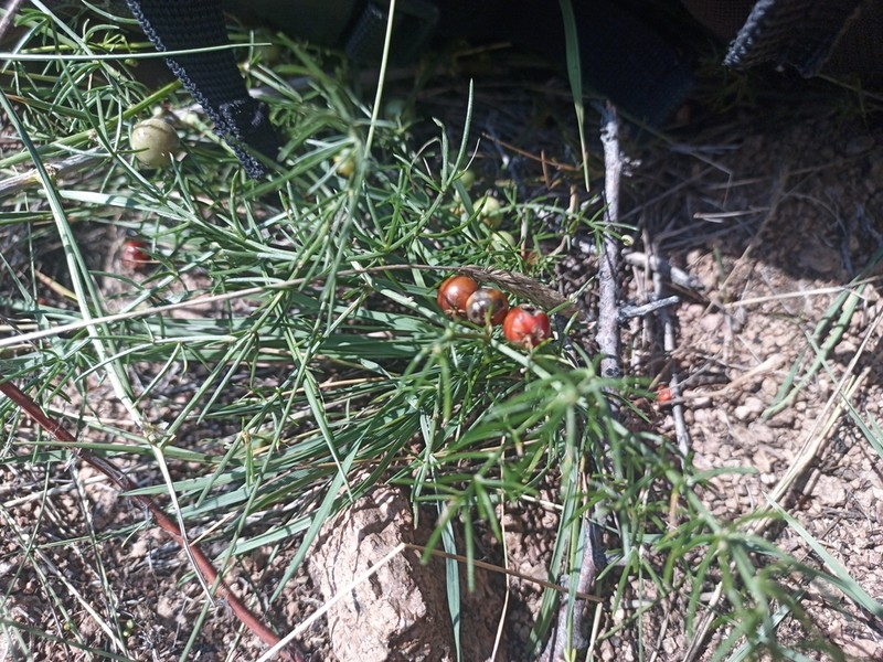 Asparagus burjaticus photo 8