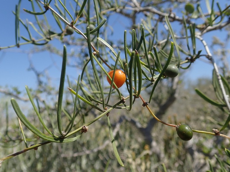 Asparagus calcicola