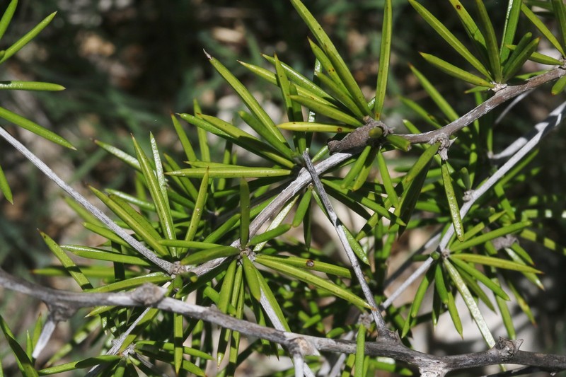 Asparagus calcicola photo 4