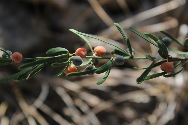 Asparagus calcicola photo 5