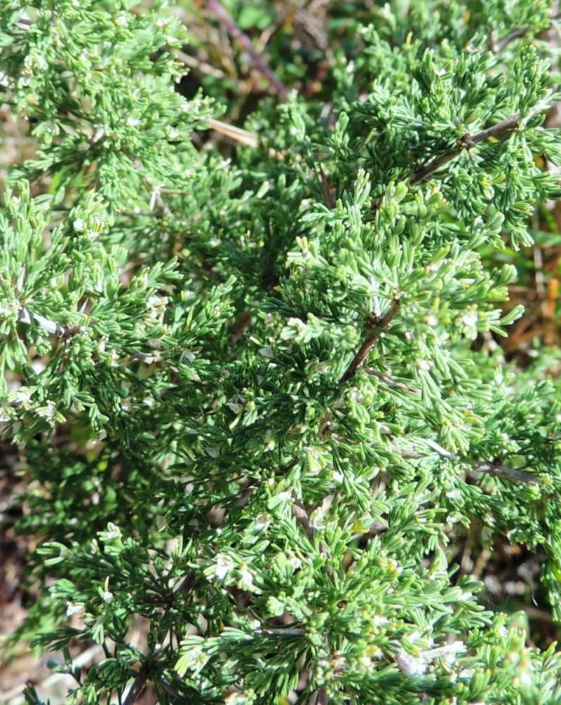 Asparagus capensis