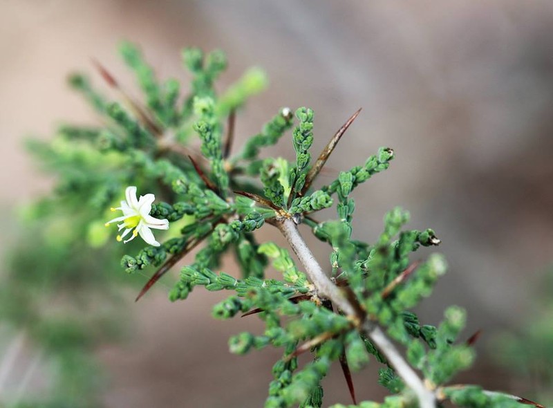 Asparagus capensis photo 2