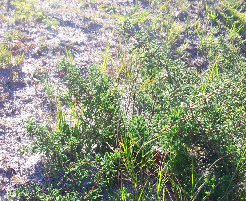 Asparagus capensis photo 3