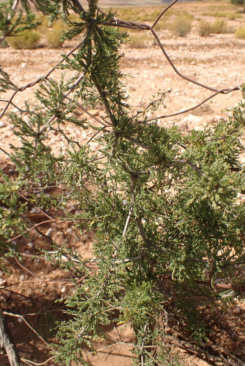 Asparagus capensis photo 4