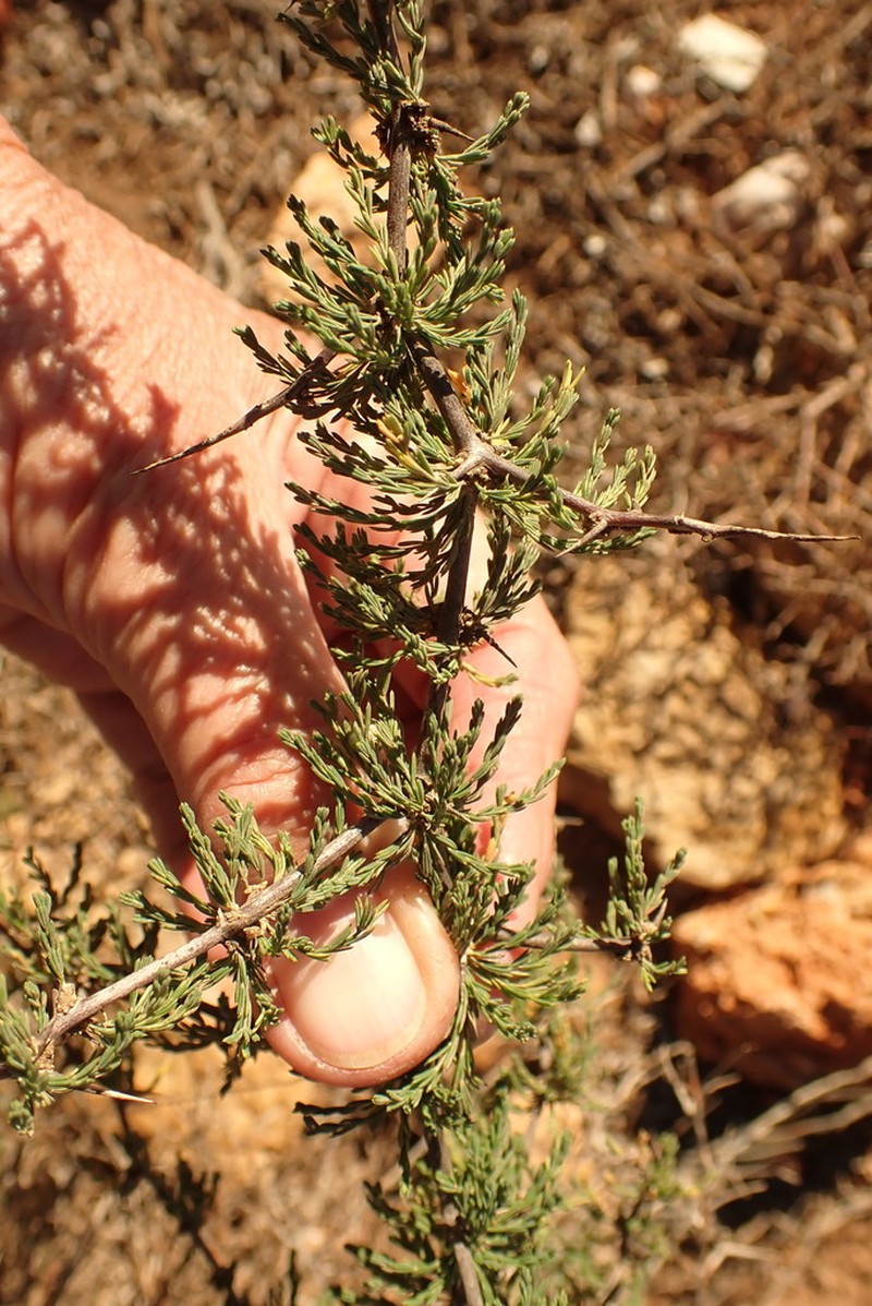 Asparagus capensis photo 5
