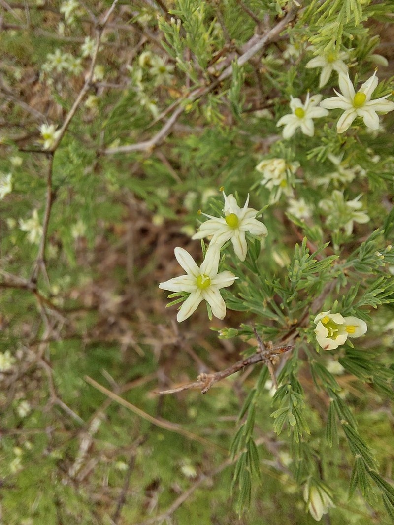 Asparagus capensis photo 6