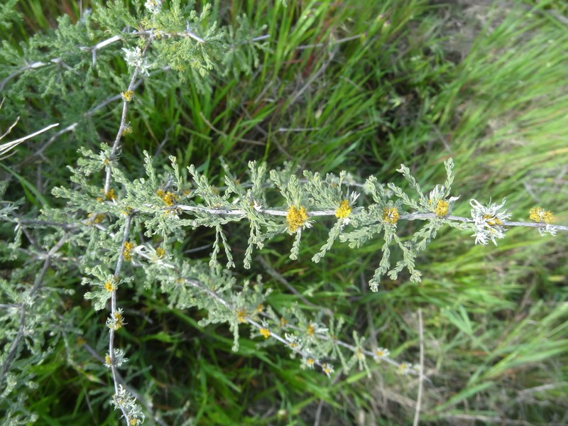 Asparagus capensis photo 7