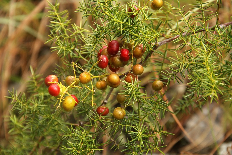 Asparagus chimanimanensis photo 2