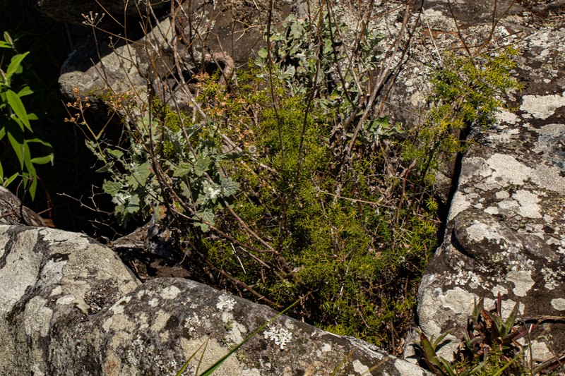 Asparagus chimanimanensis photo 3