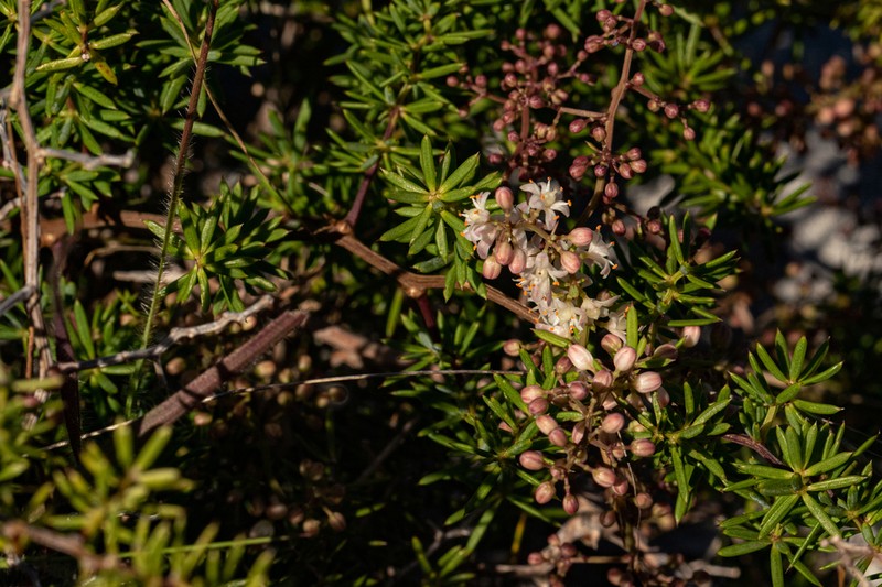 Asparagus chimanimanensis photo 4