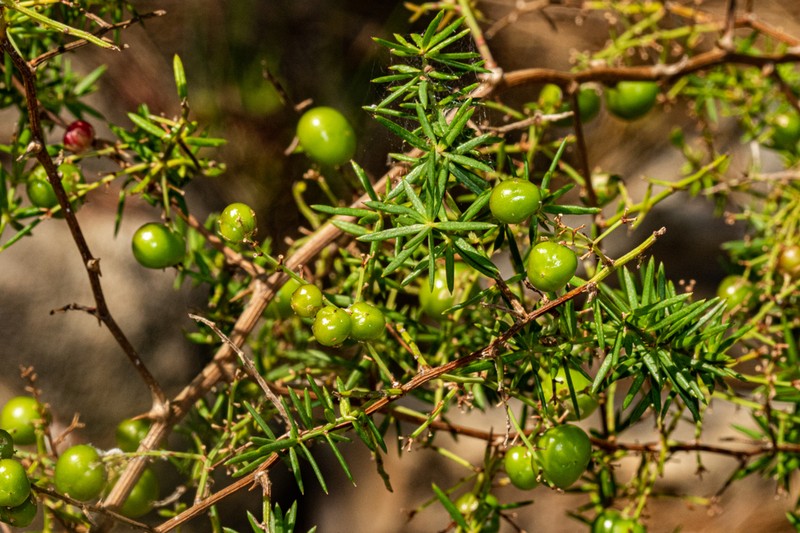 Asparagus chimanimanensis photo 5