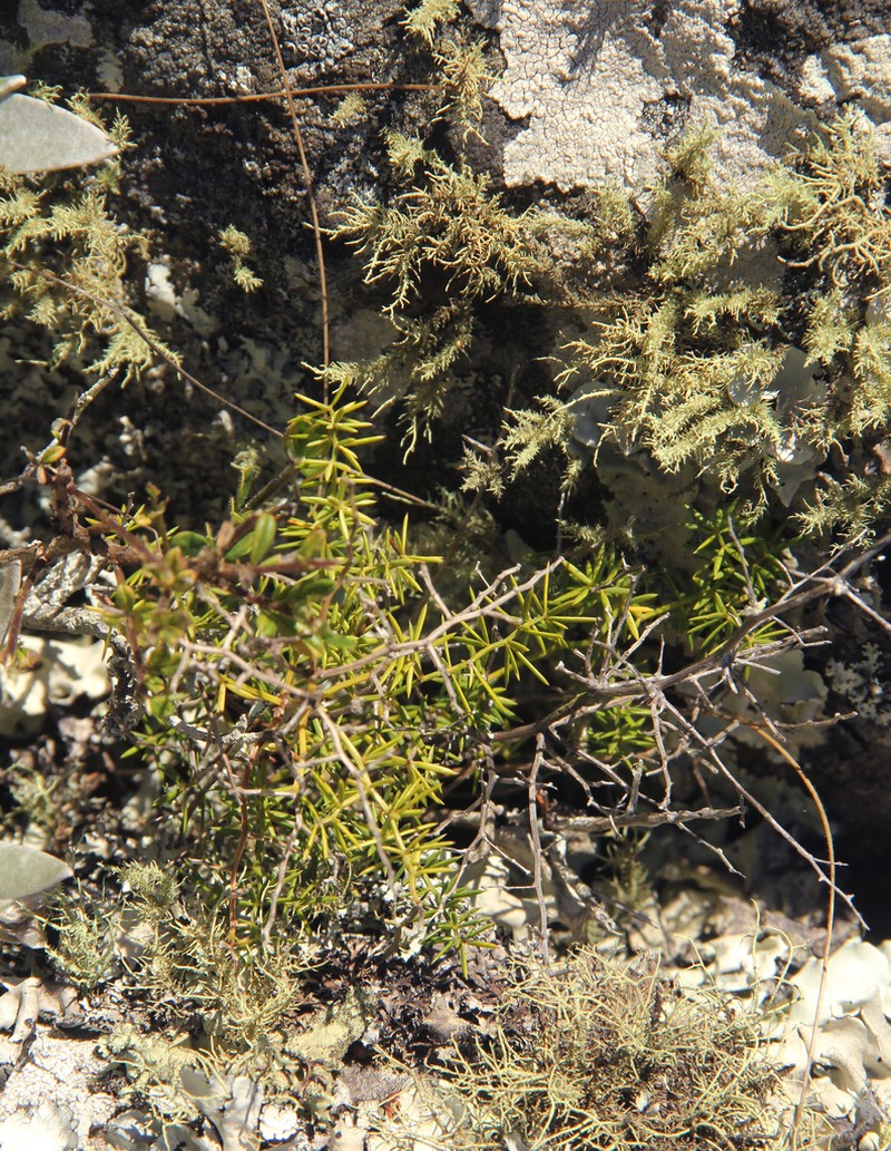 Asparagus chimanimanensis photo 6