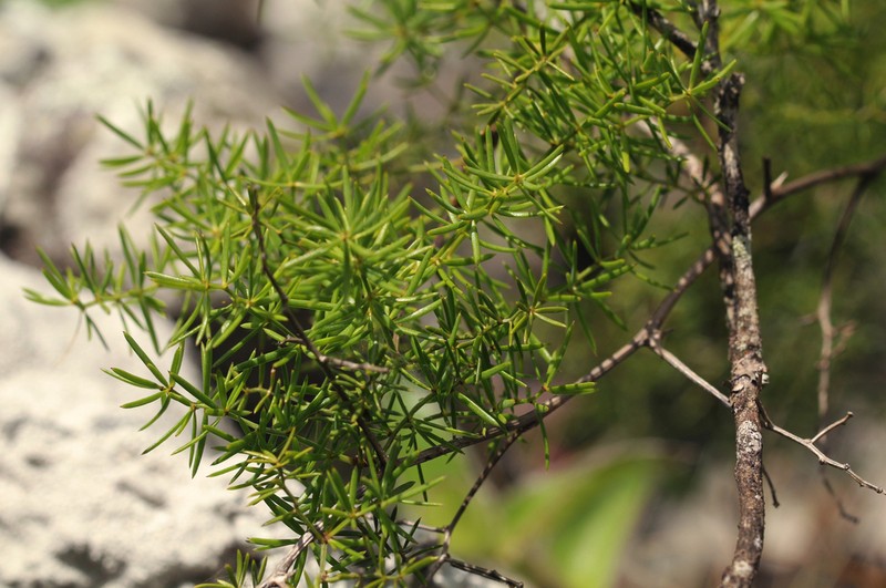 Asparagus chimanimanensis photo 7