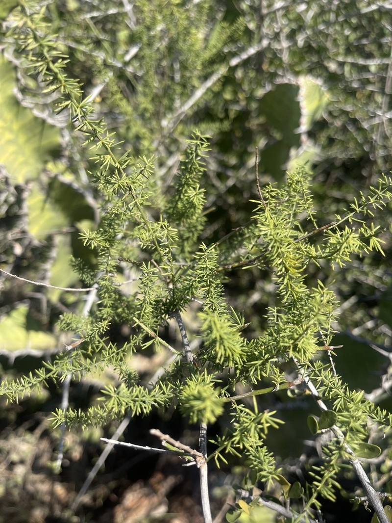 Asparagus clareae