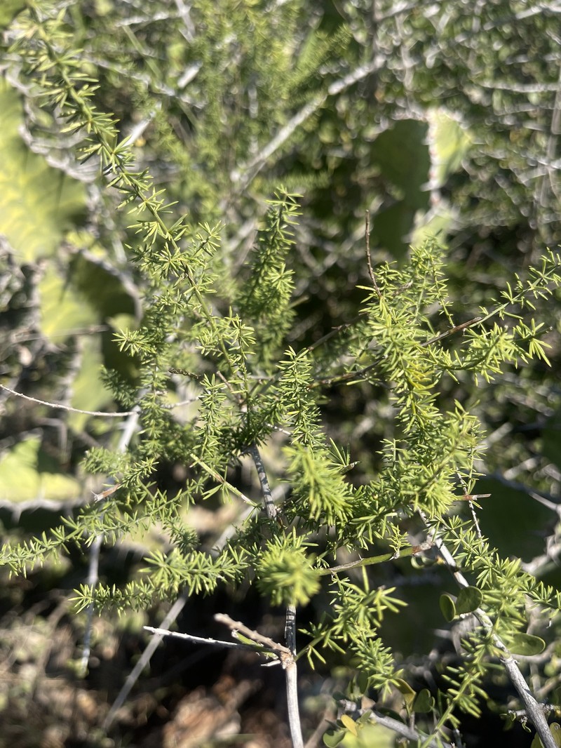Asparagus clareae photo 2