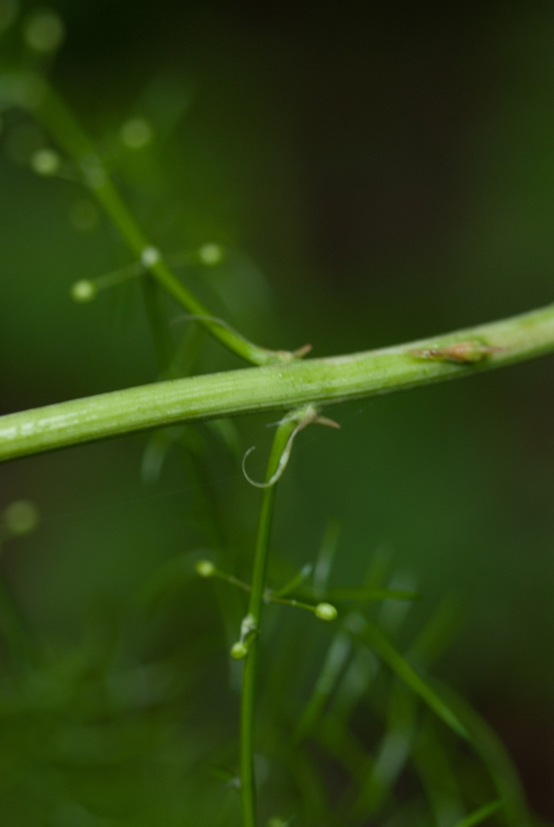 Asparagus cochinchinensis