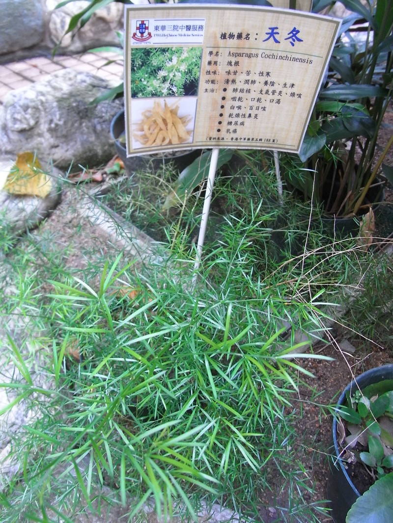 Asparagus cochinchinensis photo 2