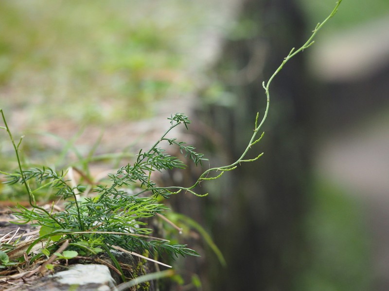 Asparagus cochinchinensis photo 3