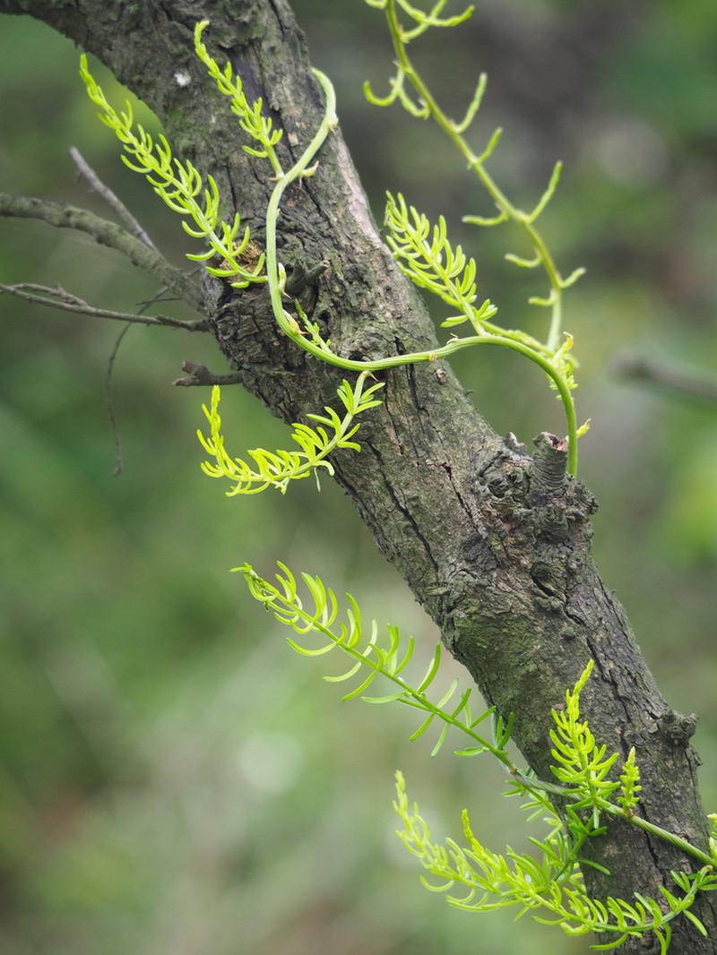Asparagus cochinchinensis photo 5