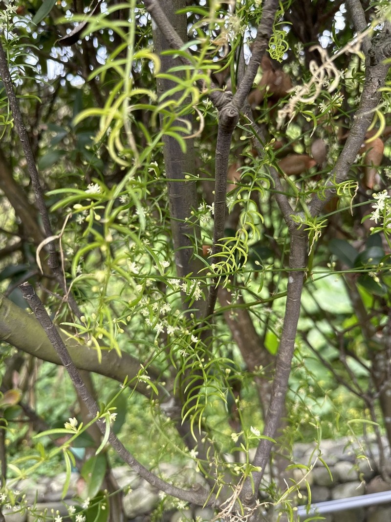 Asparagus cochinchinensis photo 6