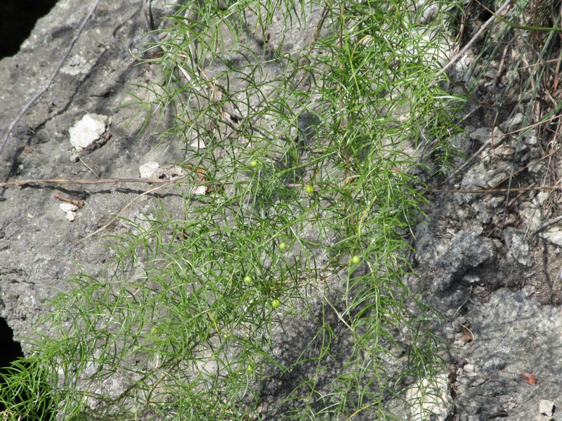Asparagus cochinchinensis photo 7