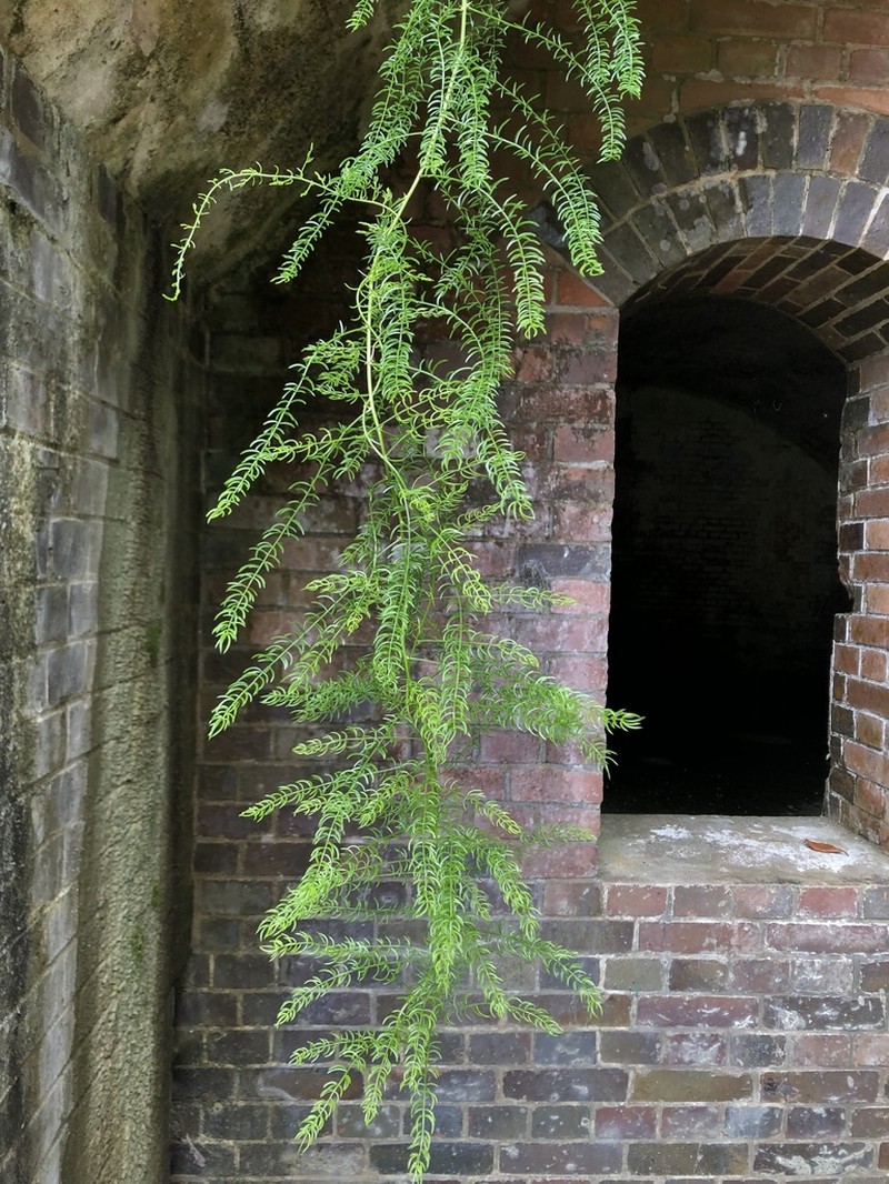 Asparagus cochinchinensis photo 8